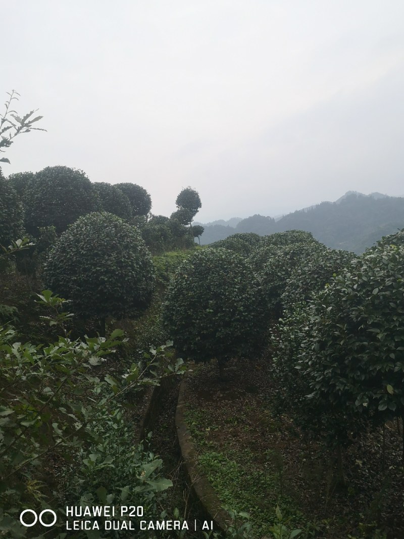 山茶花