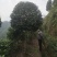 山茶花