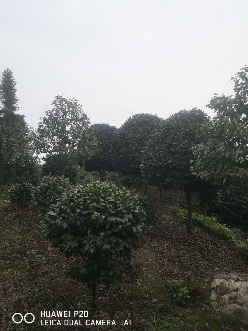 山茶花