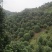 山茶花