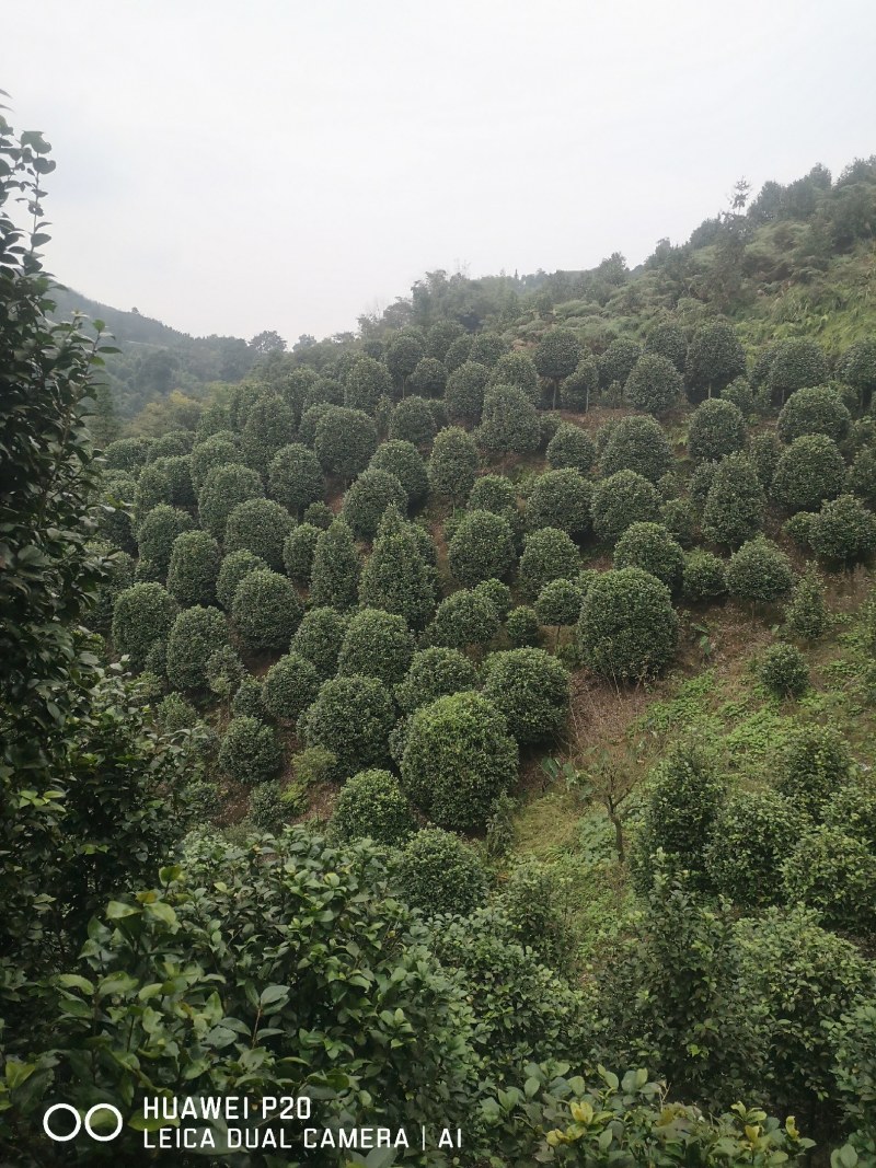 山茶花