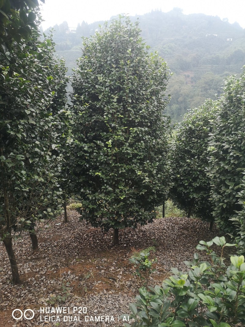 山茶花