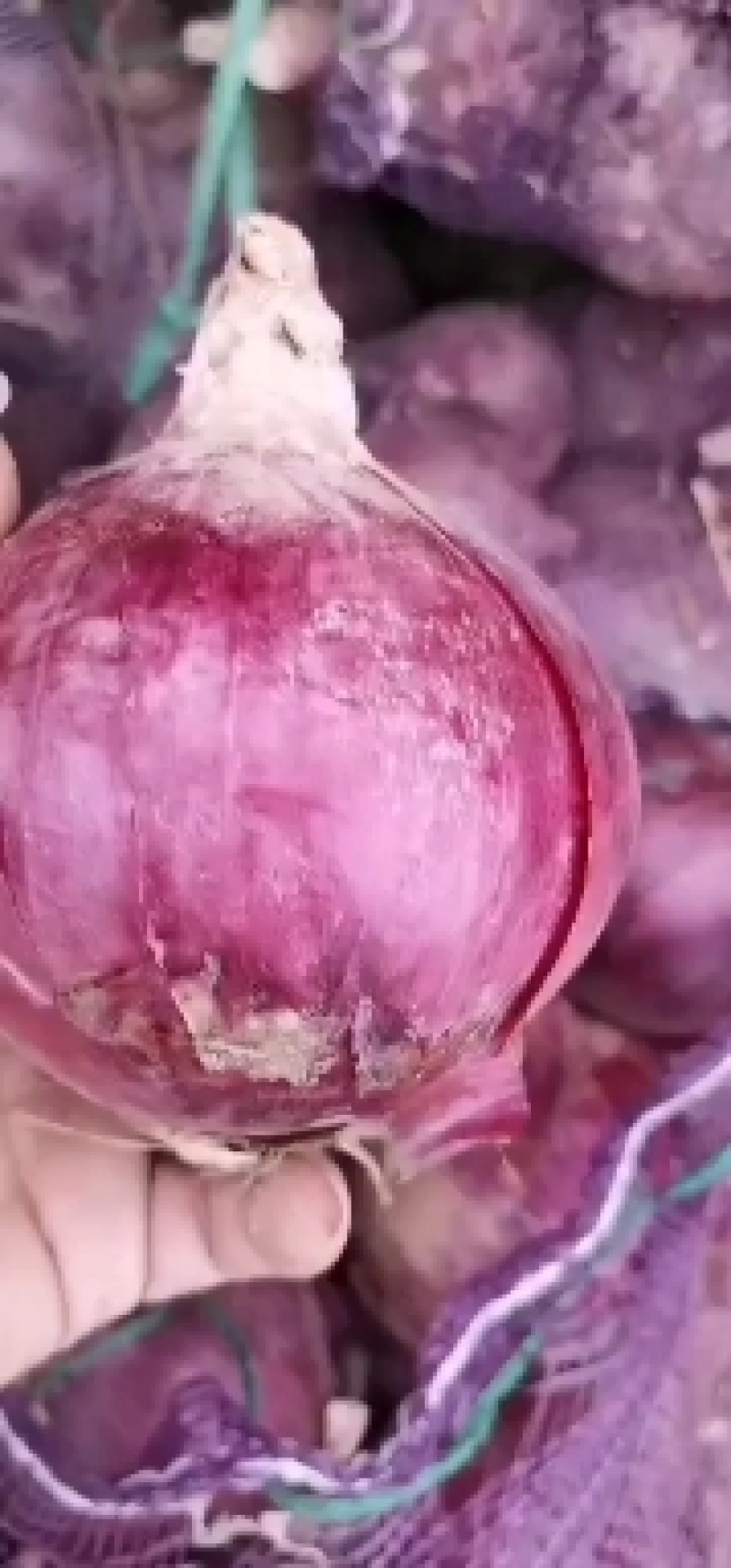 紫皮洋葱