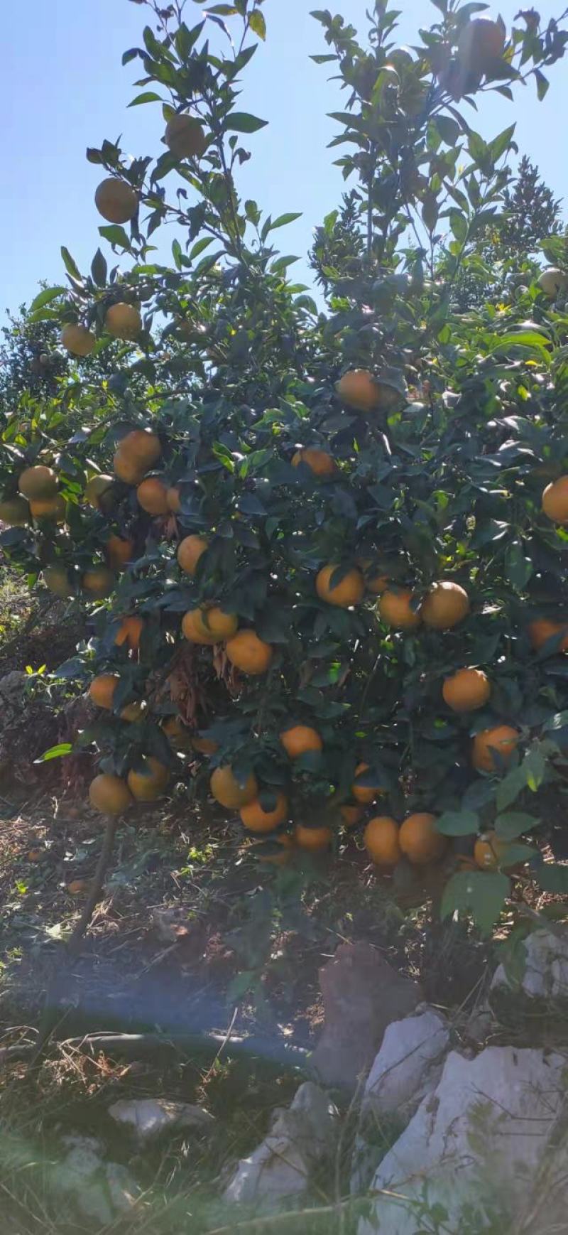 沃柑大量上