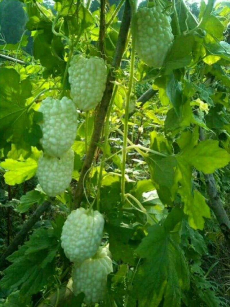 新品苹果苦瓜种子甘甜水果苦瓜种子进口台湾苹果苦瓜种子