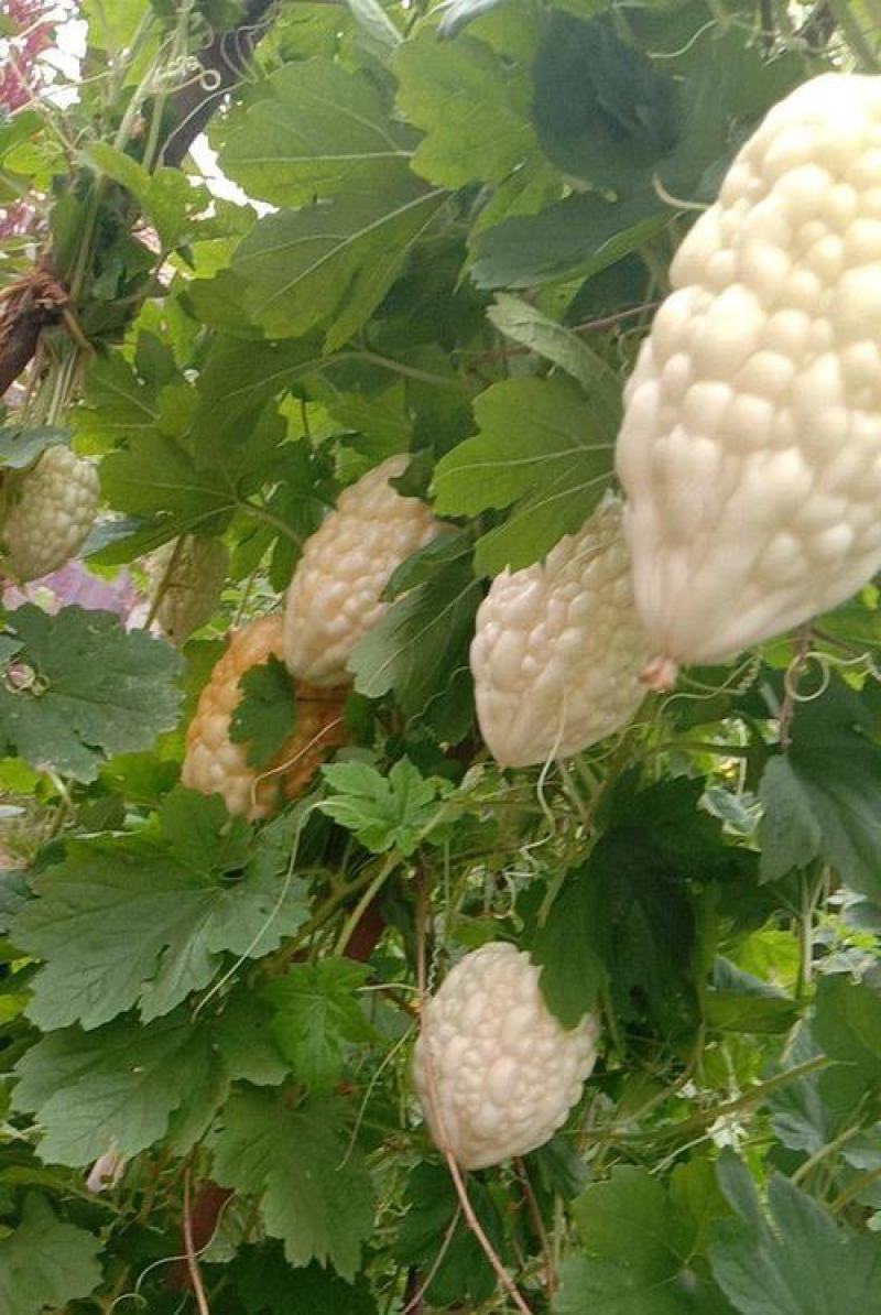 新品苹果苦瓜种子甘甜水果苦瓜种子进口台湾苹果苦瓜种子