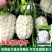 新品苹果苦瓜种子甘甜水果苦瓜种子进口台湾苹果苦瓜种子