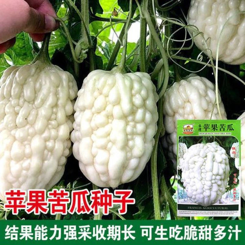 新品苹果苦瓜种子甘甜水果苦瓜种子进口台湾苹果苦瓜种子
