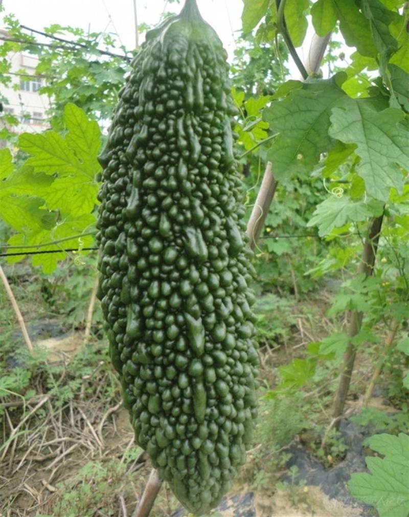 台湾黑珍珠黑苦瓜种子种籽苗孑黑皮特大高产水果苦瓜四季
