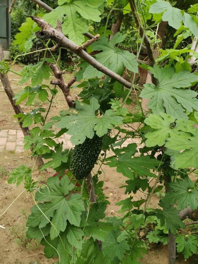 台湾黑珍珠黑苦瓜种子种籽苗孑黑皮特大高产水果苦瓜四季