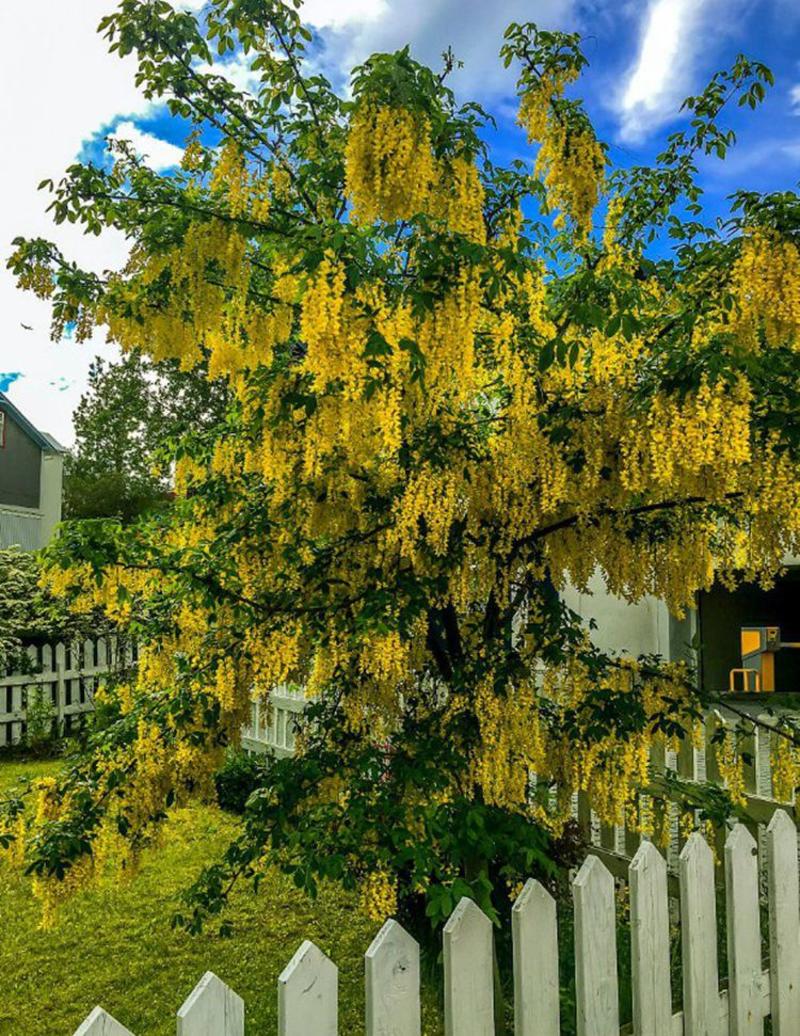金链树种子苏格兰金链树下垂黄色味品种种子林木种子