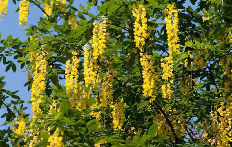 金链树种子苏格兰金链树下垂黄色味品种种子林木种子