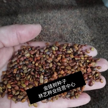 金链树种子苏格兰金链树下垂黄色味品种种子林木种子