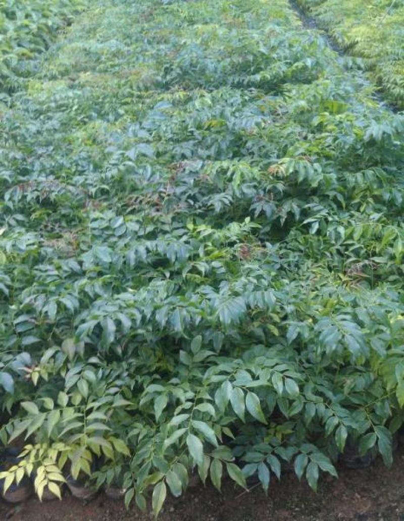 格木种子格木树种子格木树苗种子绿化苗木种子林木种子