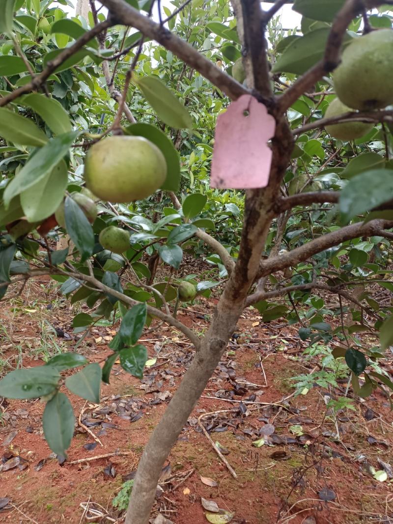 油茶苗