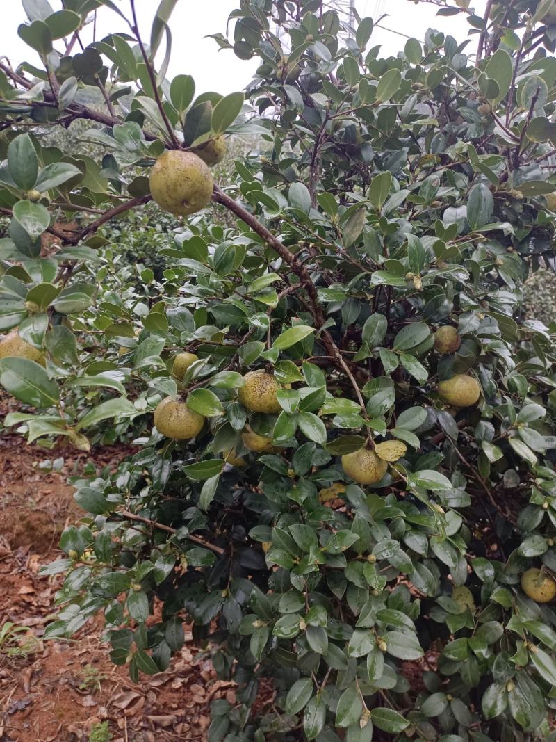 油茶苗