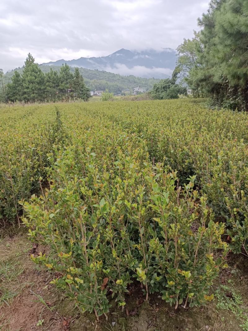油茶苗