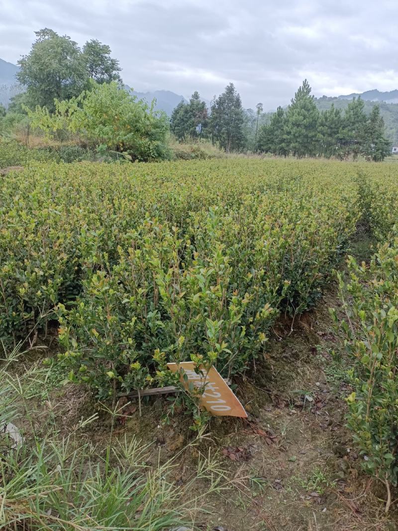 油茶苗
