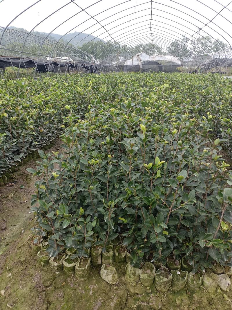 油茶苗