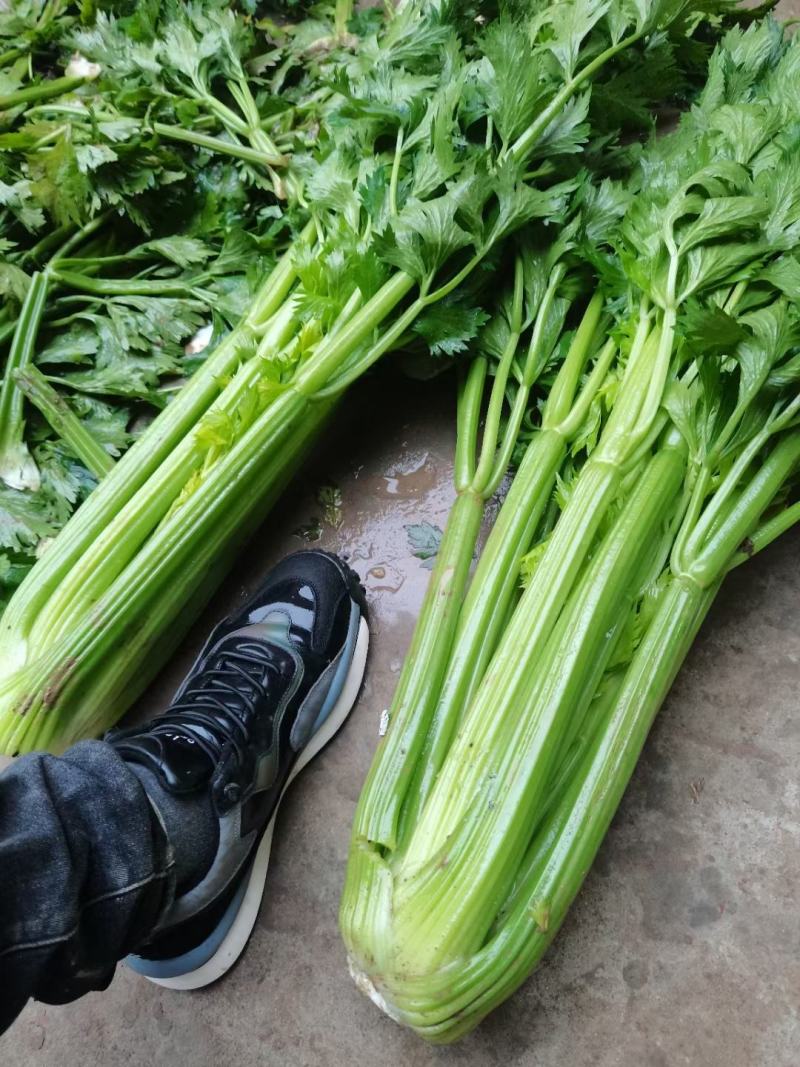 质量好看的见，优质芹菜大量上市中
