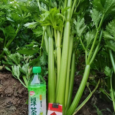 质量好看的见，优质芹菜大量上市中