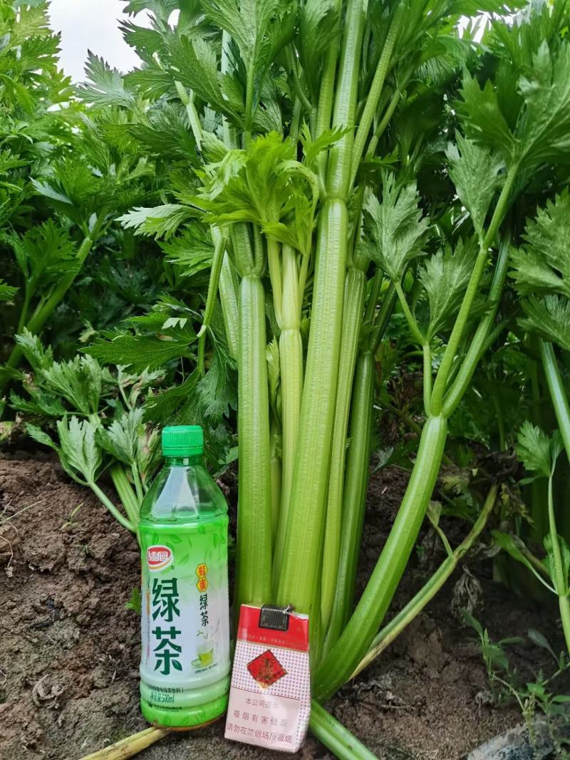 质量好看的见，优质芹菜大量上市中