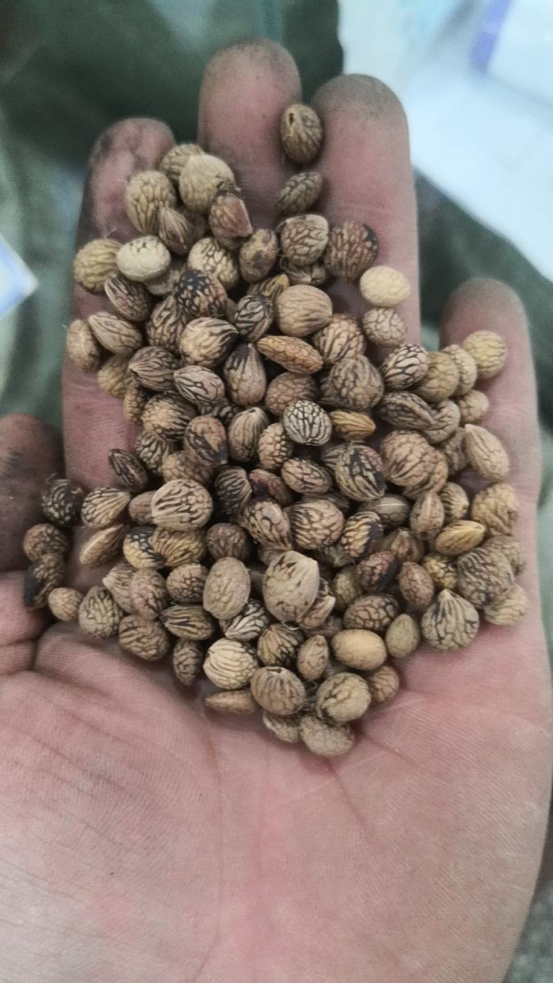 蕤仁干货不满意可退换货农副产品