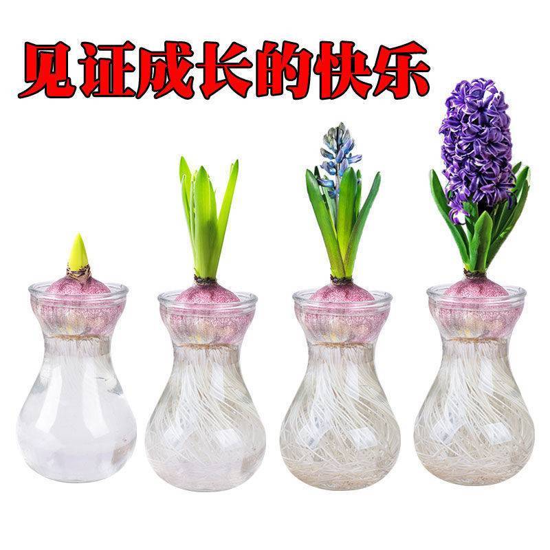 荷兰进口风信子种球花卉种子室内四季盆栽植物观花风信子水培