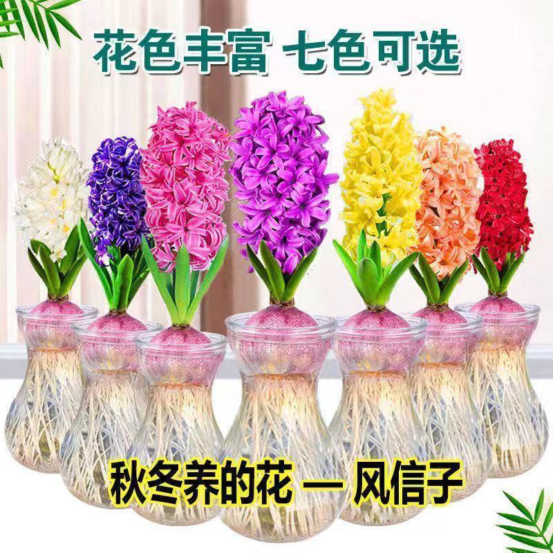 荷兰进口风信子种球花卉种子室内四季盆栽植物观花风信子水培