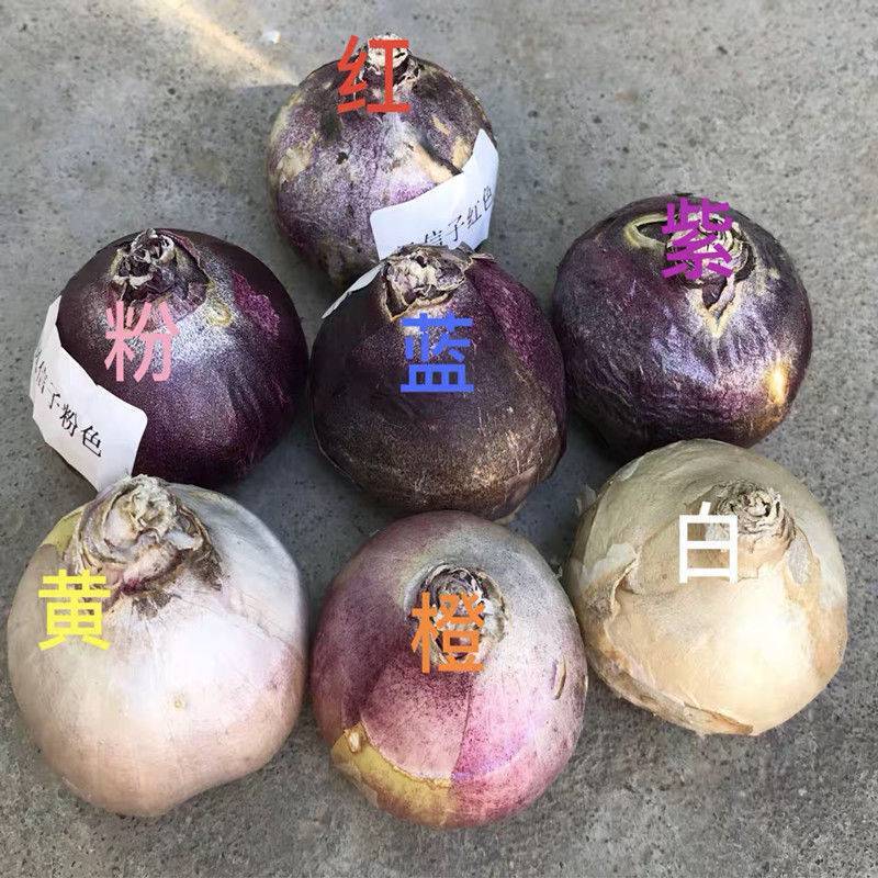 荷兰进口风信子种球花卉种子室内四季盆栽植物观花风信子水培