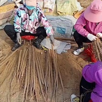 太康县铁棍山药