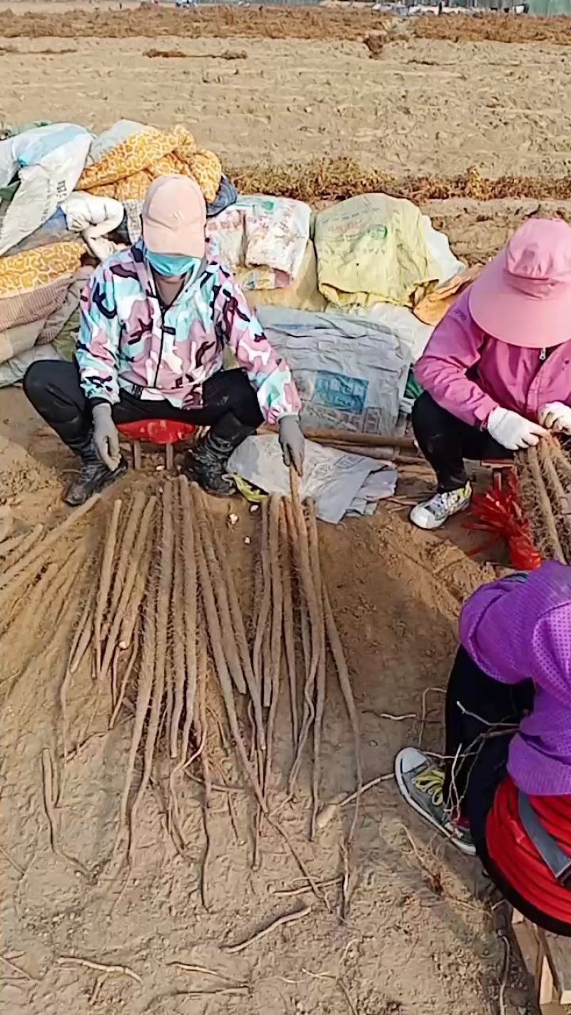 太康县铁棍山药