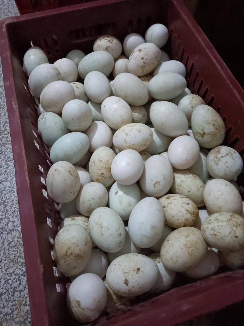 新鲜青皮鸭蛋，红心绿壳，大量货源，长期有货