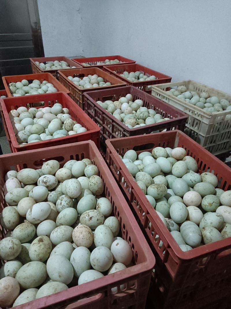 新鲜青皮鸭蛋，红心绿壳，大量货源，长期有货