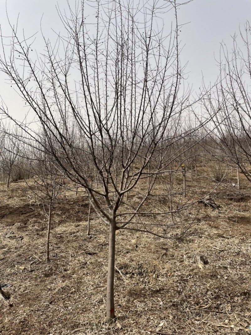 暴马丁香白花丁香黄花丁香规格齐全量大优惠