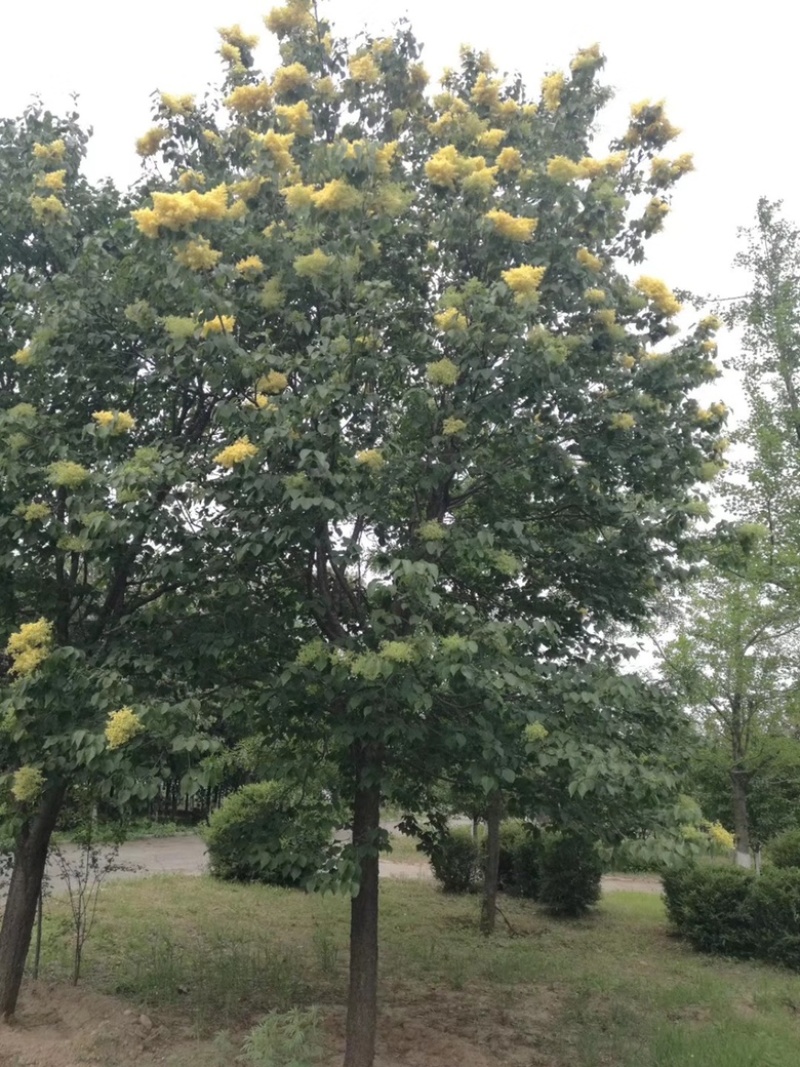 暴马丁香白花丁香黄花丁香规格齐全量大优惠
