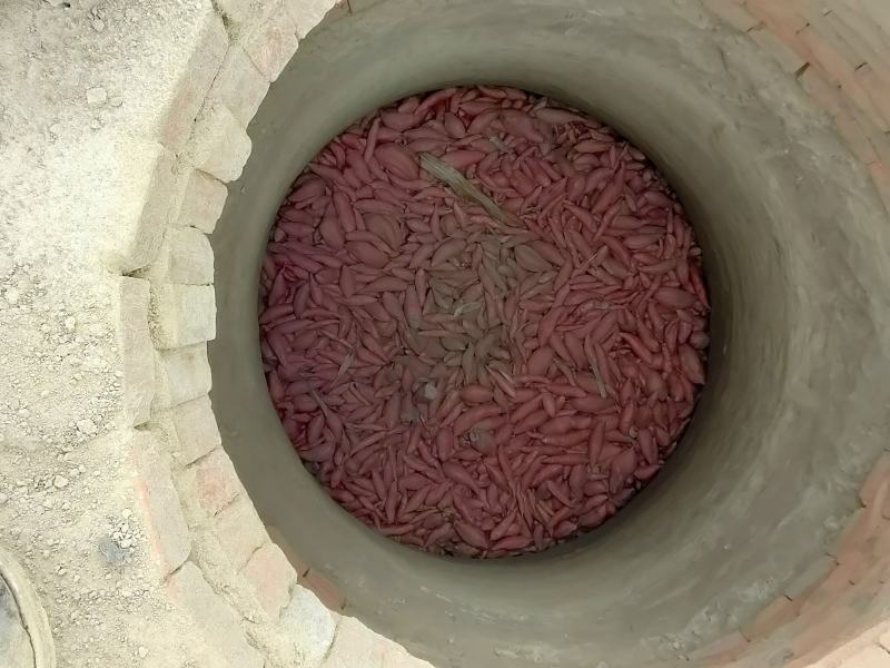 烟薯