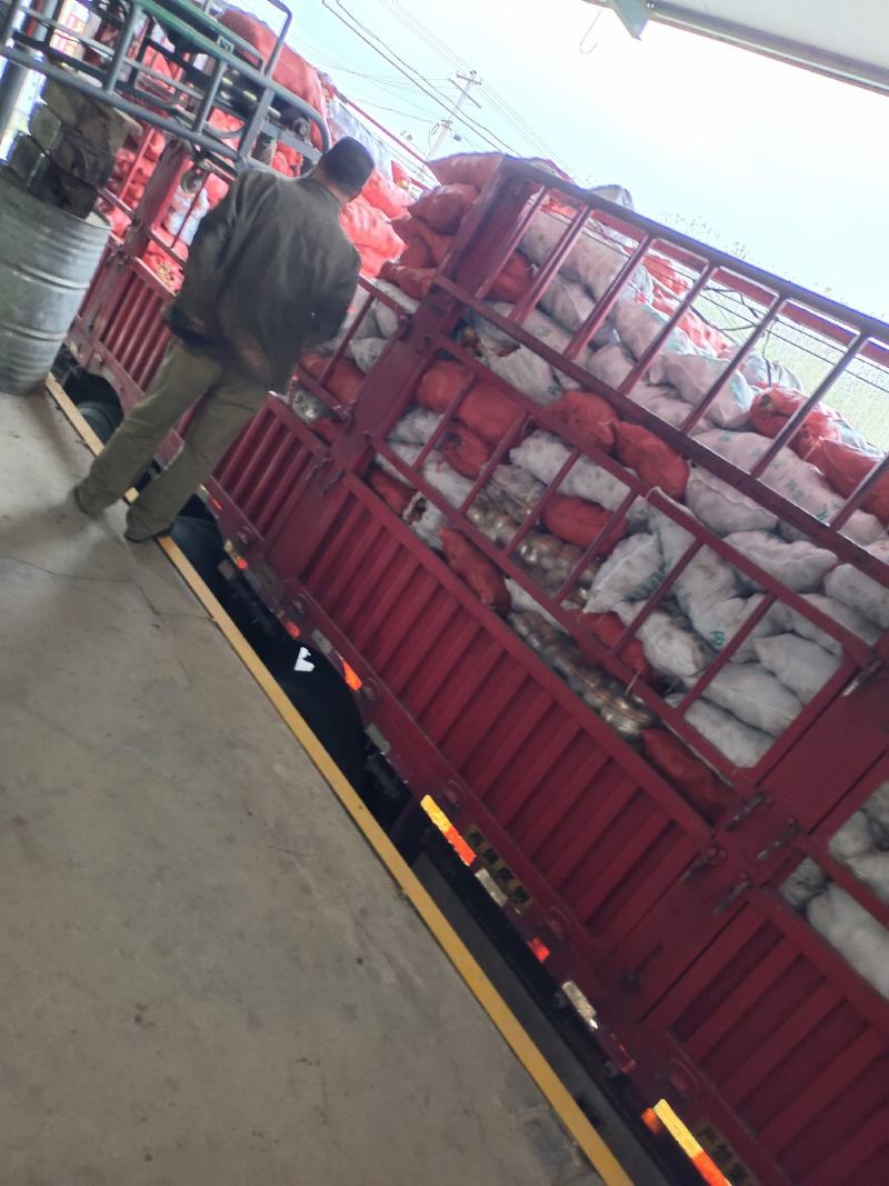 精品V7，个大形状好，大量供应，欢迎选购。