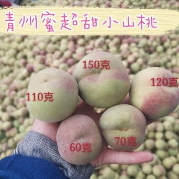 【热销款】青州市冬桃冬雪蜜脆甜质量保证专业手工挑选