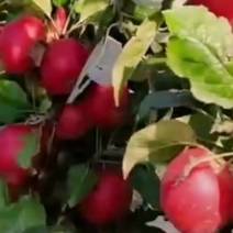 四川小苹果苗【不择土壤的一个四川苹果品种，可全国栽培】