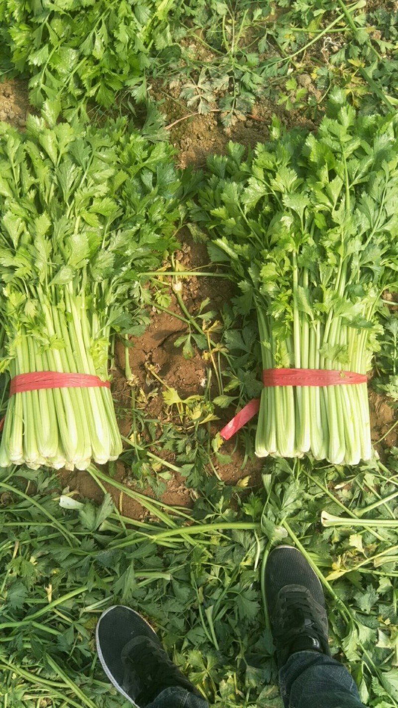 河南芹菜西芹万亩蔬菜大棚基地规格齐全全天供应