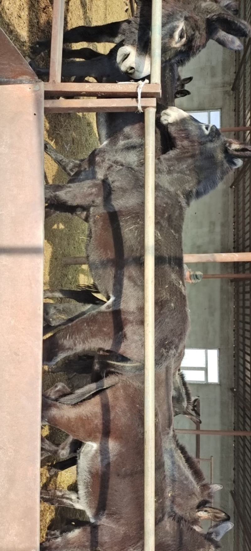 常年出售肉驴，二岁子公驴，母驴，肥母驴，繁殖驴，