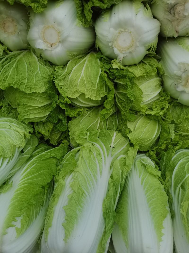 河北大白菜净菜大量供应需要的联系我无虫眼无烧心