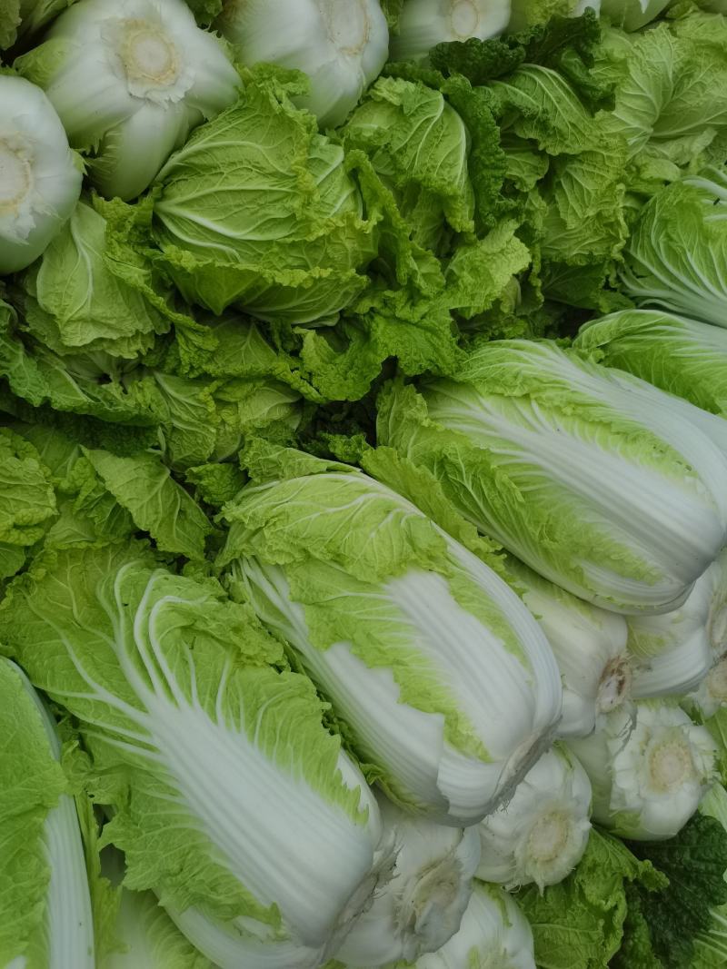 河北大白菜净菜大量供应需要的联系我无虫眼无烧心