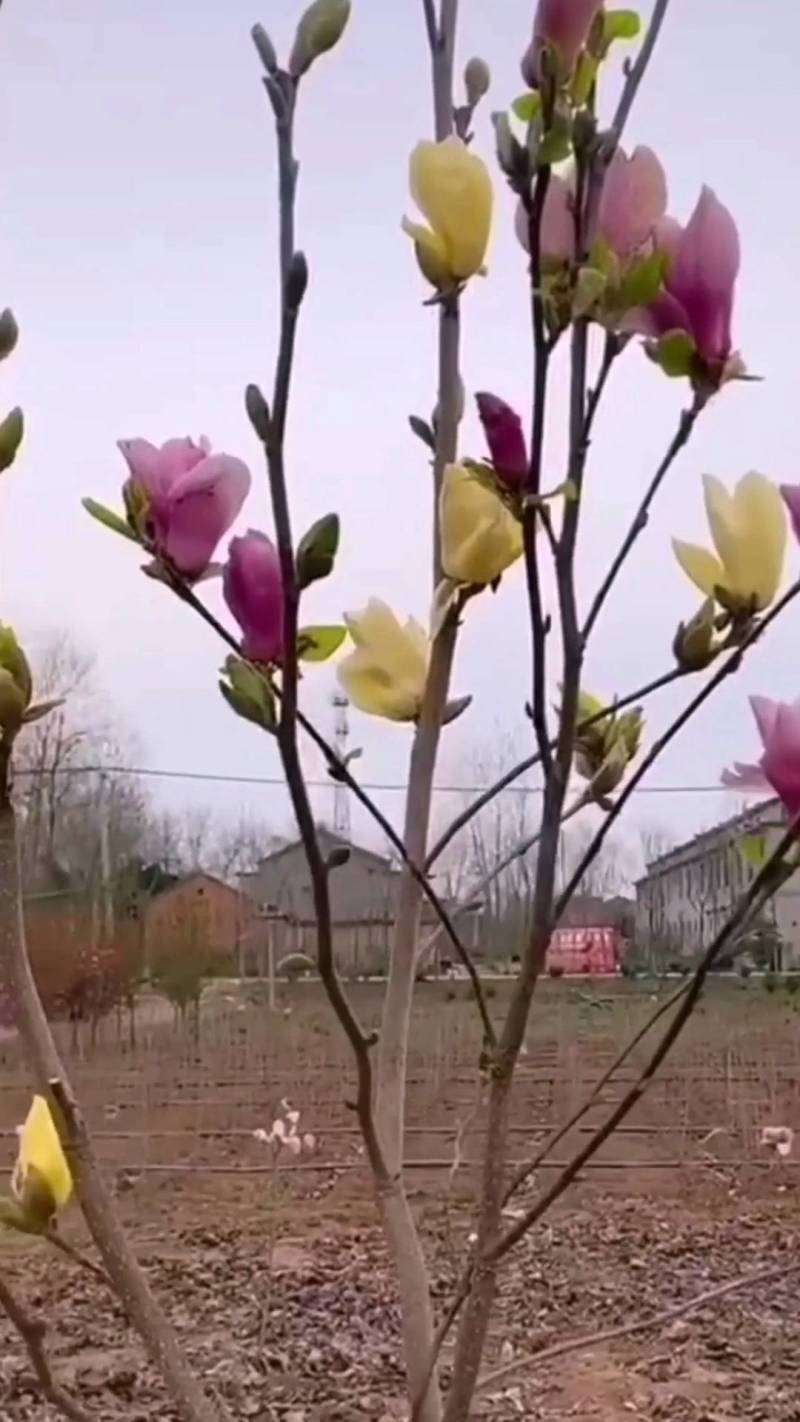 双色王兰花苗【双色玉兰花品种，花开很漂亮】