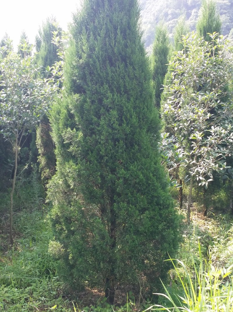 塔柏
