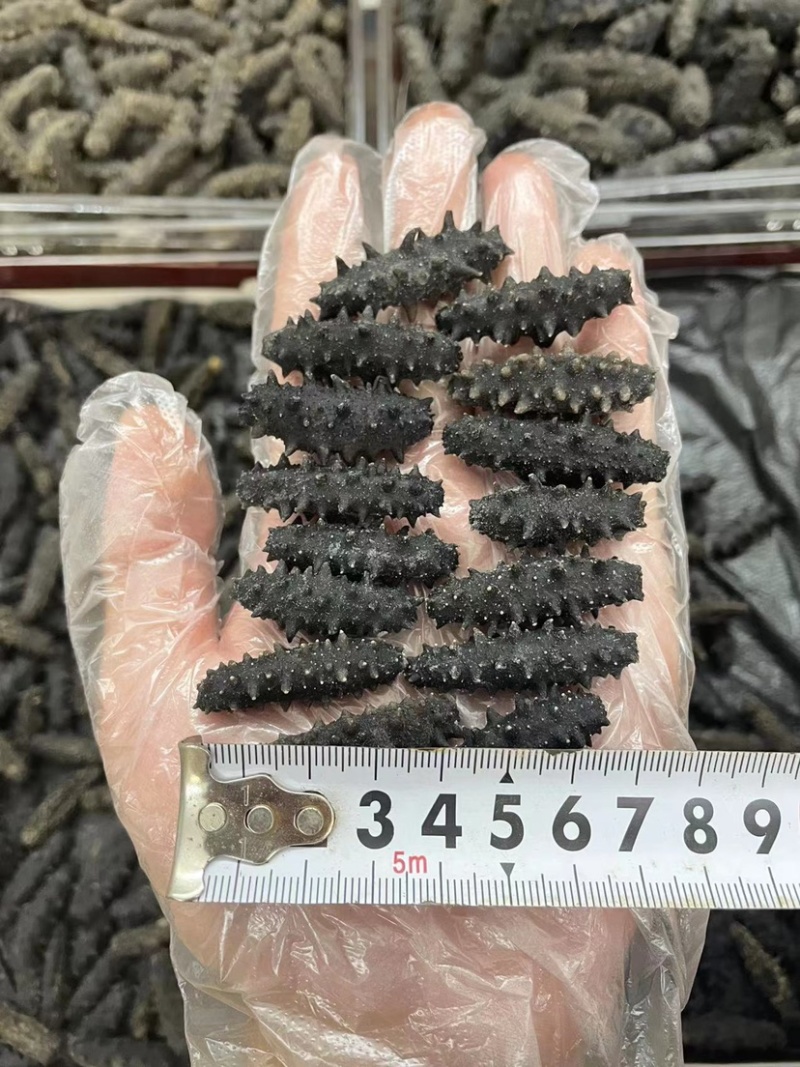 淡干海参干批发小海参刺身非即食海参干货大连海参干辽参