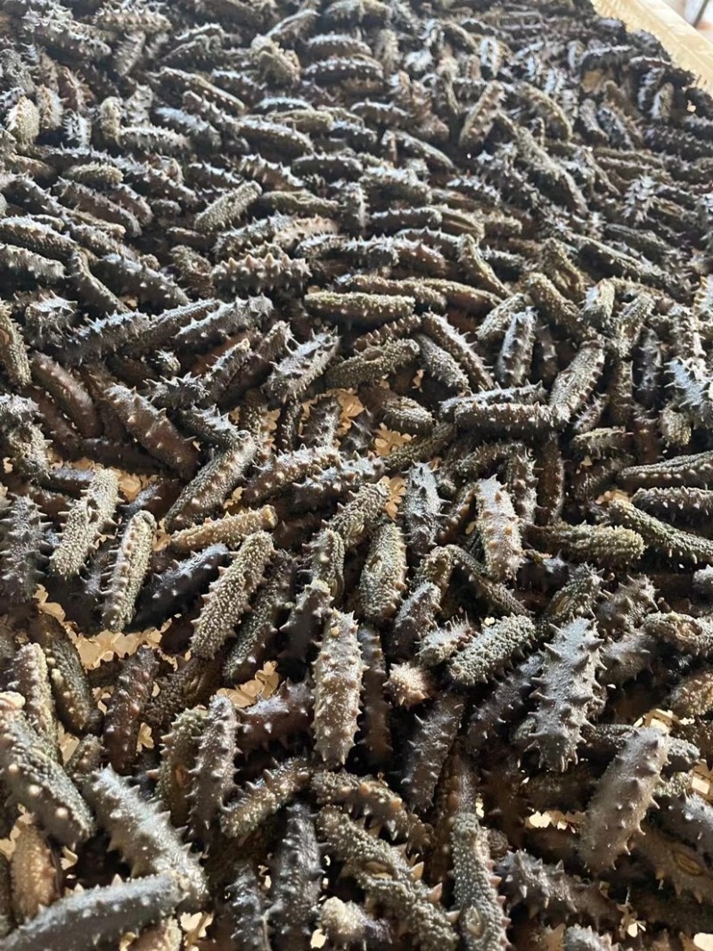 淡干海参干批发小海参刺身非即食海参干货大连海参干辽参