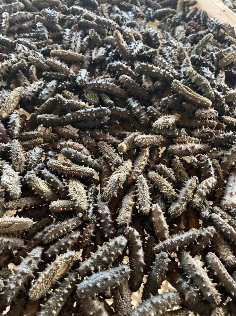 淡干海参干批发小海参刺身非即食海参干货大连海参干辽参