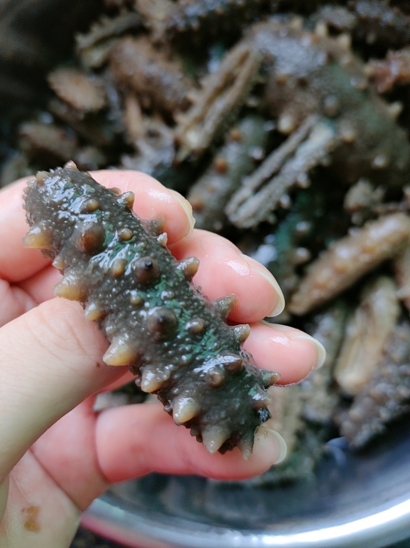 淡干海参干批发小海参刺身非即食海参干货大连海参干辽参